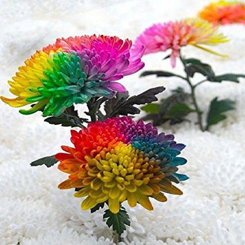 100 Pieces Rainbow Chrysanthemum Seeds Colorful Miniature Tree Flower