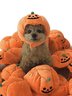 Halloween Pumpkin Pet Hat Funny Decorative Cat/Dog