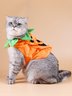 Pet Halloween Pumpkin Costumes Cat Costumes